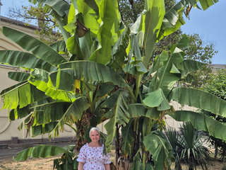 Under the banana