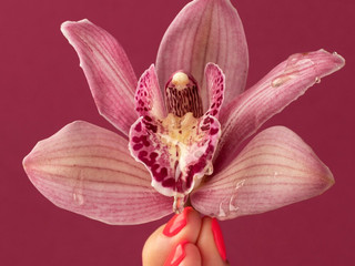 ORCHIDLADY