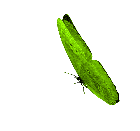 -Nezukoo- Welcome to my room! image: 4