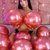 Cameliaa-Smith