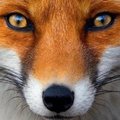 crimson-foxx