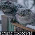 showmethis