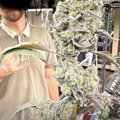 Brainharaser