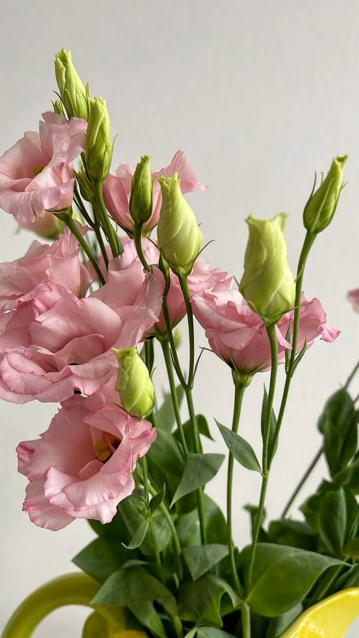 kisankiss 🤍 image: 1