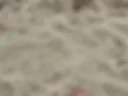 Foot