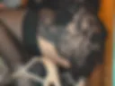 Pussy dildo