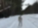 Forest and car