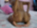 my ass
