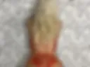 lady in red