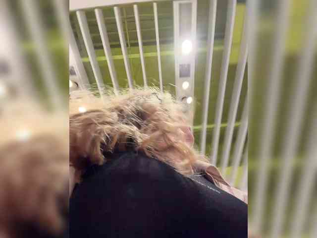 LiiBaby's Sexcam