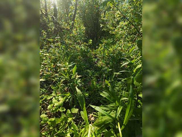 Hotpepper-Sweetpepper