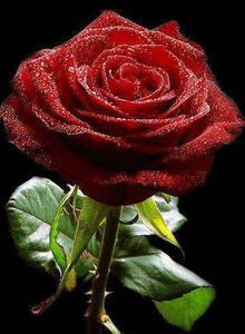 toomas1978 My Photos photo 386830