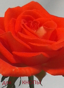 SS1784 SS1784 photo 5145378