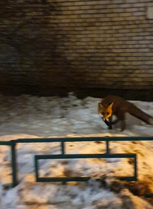 zorg8000 some photo 14881817