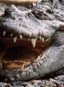 -Shimpa- My Photos photo 11358579