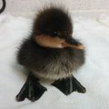 Ugly_Duck