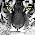 TIGR_HA_BETKE