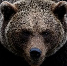 The_boy_is_a_gambler