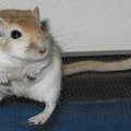 FatGerbil