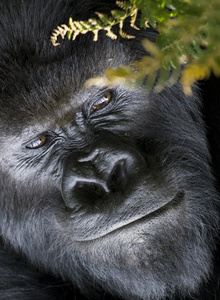 gargantyua My Photos photo 2665293