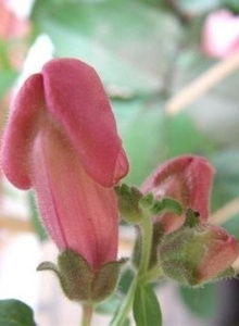 gargantyua My Photos photo 4080738