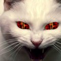 __NeBesOK666__
