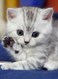 MYP_KOT My Photos photo 10449162