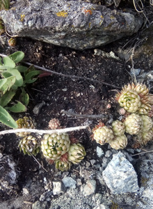 Produssser Природа photo 3405939