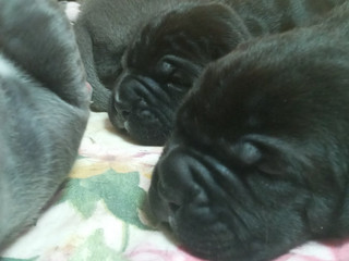 my pets
