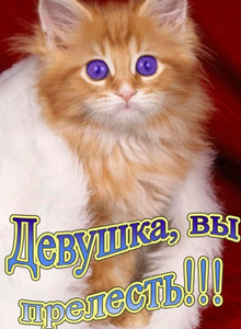 oslik-dobryi My Photos photo 1567982