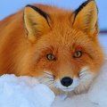 WiseFox1975