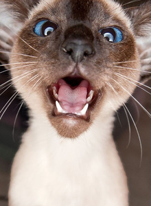 OXyEHHbIu_KoT My Photos photo 4175294