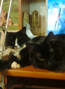 -ROBINN-W My Photos photo 3244767