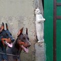 nemoituman