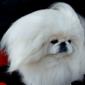 White Pekingese Breeding