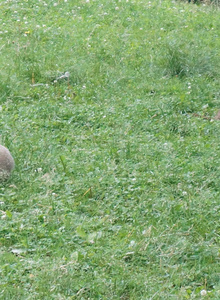 danceman New York photo 4929994