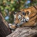 tiger_81