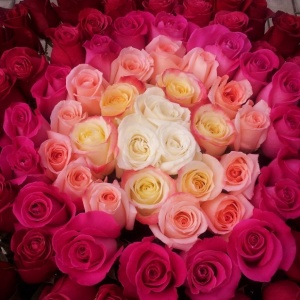 I dream of 101 roses