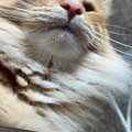 SuicideCat