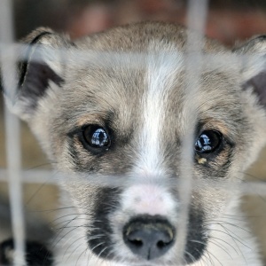 Help the animal shelter