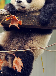 makatimka010 My Photos photo 3588486