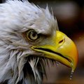 Eagle_13