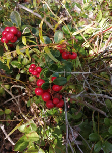 Dwight_Yorke Женя посмотри photo 11881415