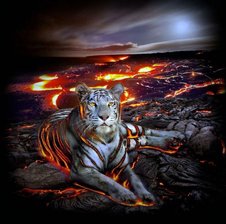Fire-Tiger-Group