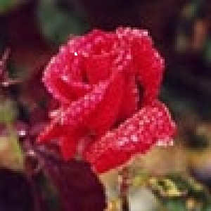 For flowers)