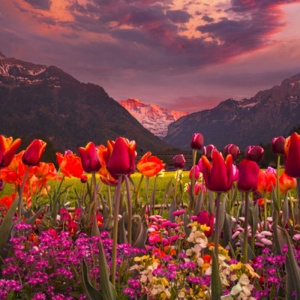 Sea of flowers.