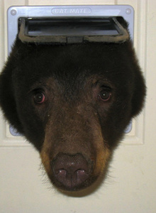 papa-medved My Photos photo 8668612