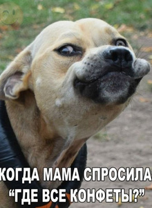 androidik3 ржака photo 3687527