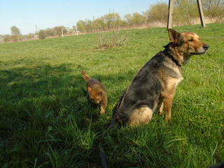 кот и собака