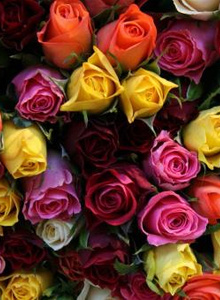 toy89190 My Photos photo 4773278